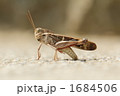座っている茶イナゴ