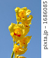 グラジオラスの花