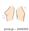 女性らしい体