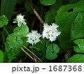 シラヒゲソウ 白髭草