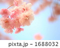 '10しだれ桜アップ⑧