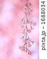 '10しだれ桜アップ⑤