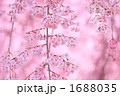 '10しだれ桜アップ⑥