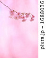 '10しだれ桜アップ③