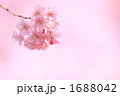 '10しだれ桜アップ②