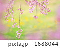 '10しだれ桜緑バック②