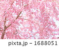 '10しだれ桜一面