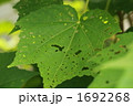 1692268