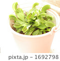 ハエトリグサ 