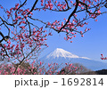 梅と富士山-2839