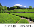 茶畑と富士山-3580