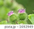 ゴボウの花-12965