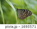 リュウキュウアサギマダラ