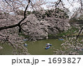 満開の桜の下でボート遊びする花見客