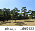 松の木々
