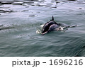 イルカ