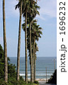 Palm Trees