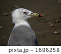 恐い顔のウミネコ