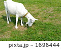 ヤギ 1696444