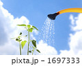 新芽とジョウロ