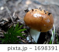 ベビーきのこ