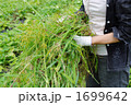 畑の草取り作業