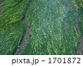 水中花