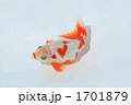 金魚
