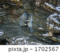 二匹のシマスズメダイ幼魚(縦向き)