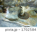シマスズメダイ幼魚 と イソスジエビ 