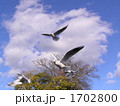 渡月橋のカモメ