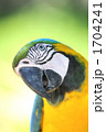 ルリコンゴウインコ
