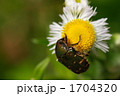 コアオハナムグリ