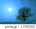 セブンスターの木