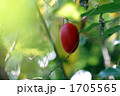周りの緑と朱色のコントラストが何ともいえない自然の妙