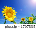 向日葵