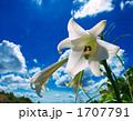 白百合と夏空
