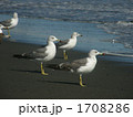 ウミネコ