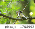 毛づくろい 毛づくろい