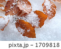 雪の中の枯葉