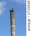 鳩　ハト　２羽　電柱　休憩