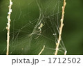 蜘蛛の巣