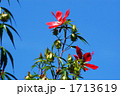 青空に咲く紅葉葵