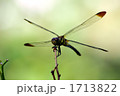 ノシメトンボ枝にとまる