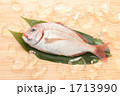鯛