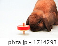 うさぎとコマ