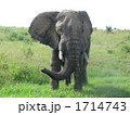 アフリカケニアの野生動物