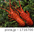 伊勢海老