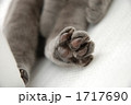 ユッケ肉球アップ
