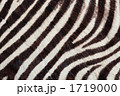 ゼブラ柄